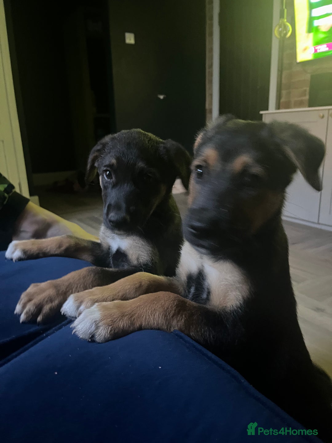 Mixed Breed dogs for sale: Belgian malinois x Anatolian shepherd mix pups 🐶  - Image 27