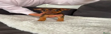 Jack Russell 4