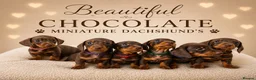 Miniature Dachshund dogs for sale: *KC Reg Miniature Dachshund Puppies available * - Advert 8