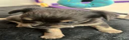 Chihuahua dogs for sale: Beautiful full pedigree chihuahua puppies in Spalding - Advert 8