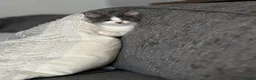 Mixed Breed cats for sale: Grey&white F.  All grey M.  - Advert 2