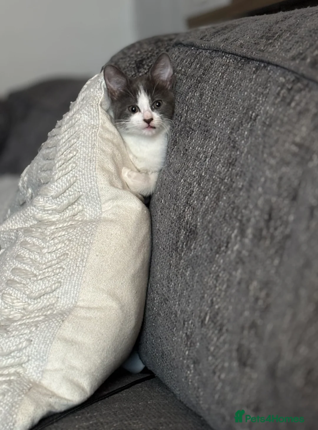 Mixed Breed cats for sale: Grey&white F.  All grey M.  - Advert 2