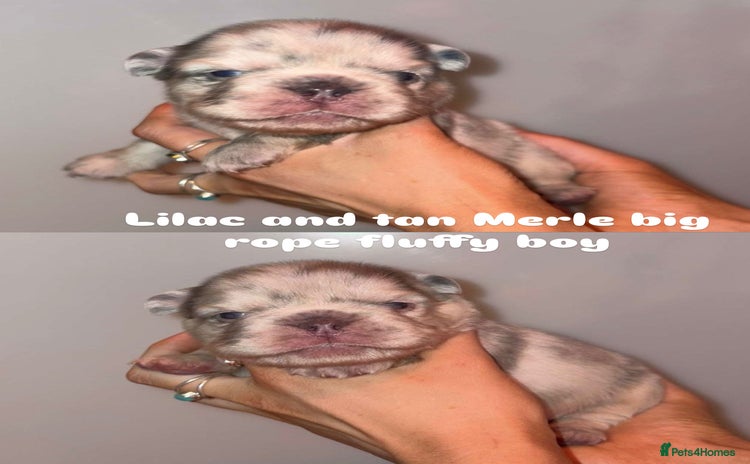French Bulldog dogs - Advert 1