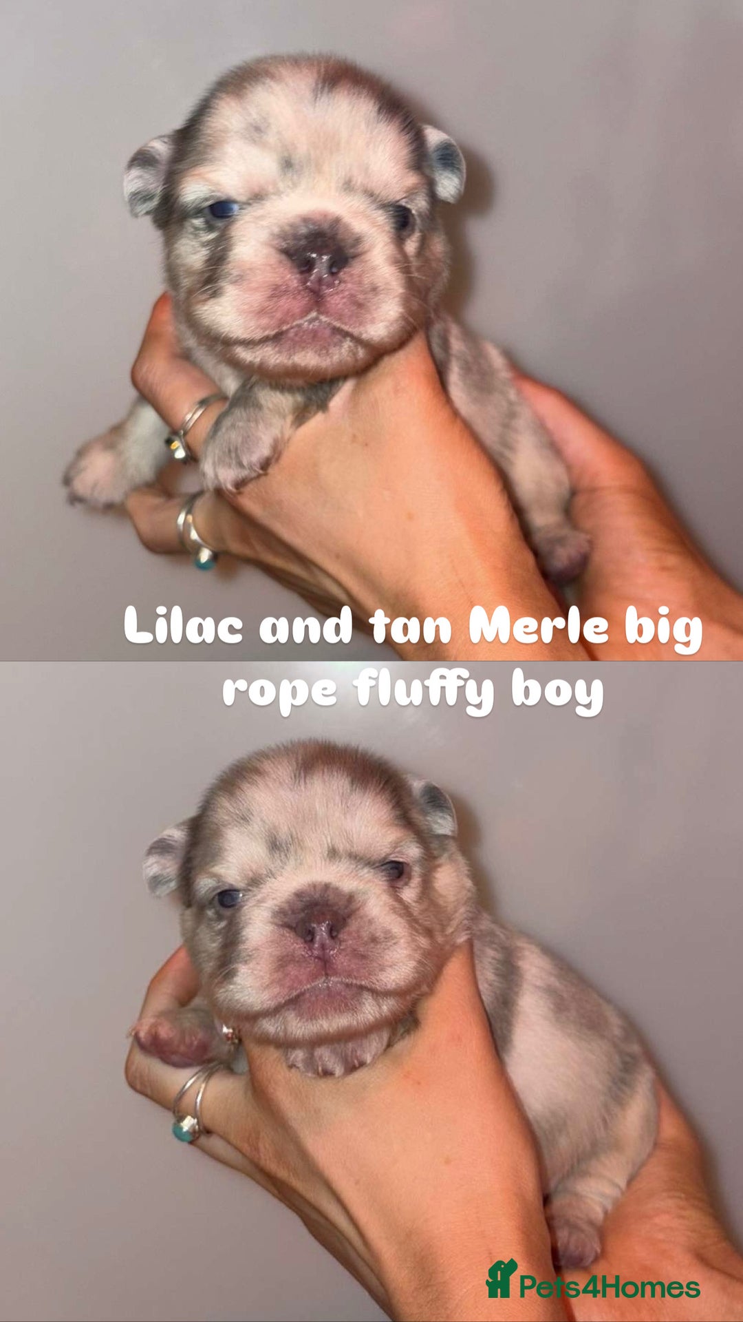 French Bulldog dogs for sale: 7 fluffy French Bulldogs puppies - Image 1