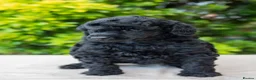 Miniature Poodle dogs for sale: Stunning Miniature Poodles from Proven Bloodlines - Advert 4