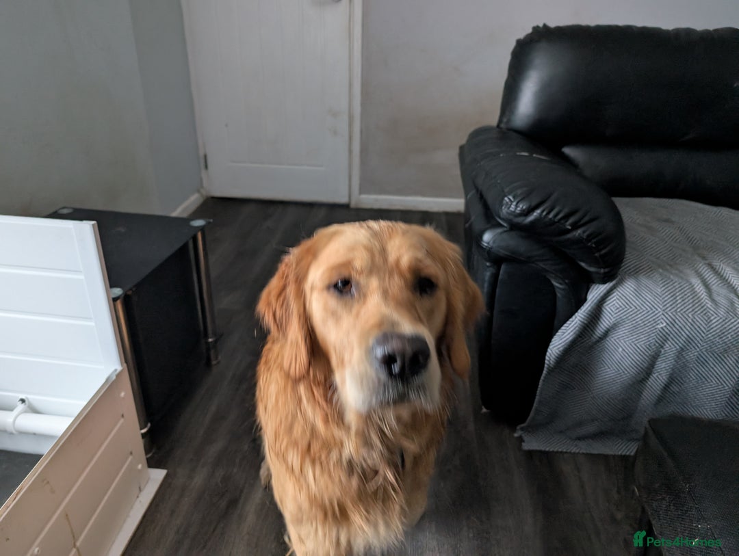 Golden Retriever dogs for stud: kC health check hip check proven - Image 14