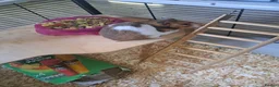 Hamster rodents for sale: Female Syrian Hamster with cage - Advert 6