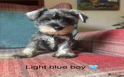 Miniature Schnauzer dogs for sale: KC Registered, health tested, puppies ready now!  - Image 12