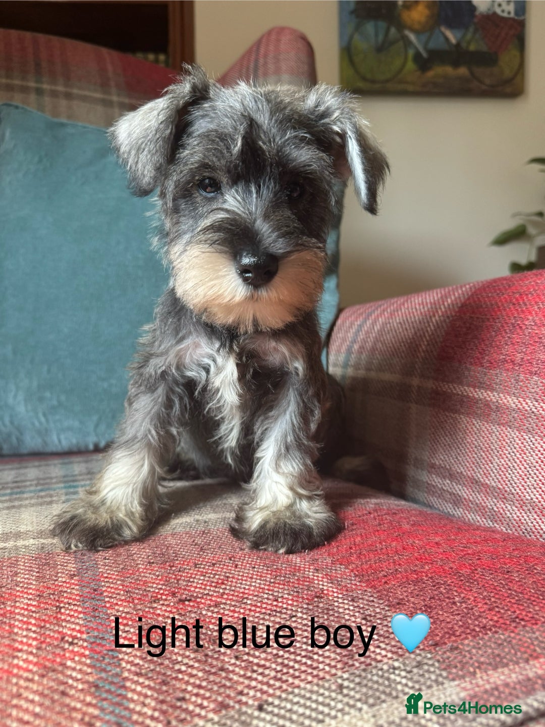 Miniature Schnauzer dogs for sale: KC Registered, health tested, puppies ready now!  - Image 12