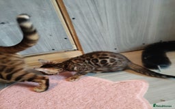 Bengal cats for sale: Pedigree Bengal Kittens  - Image 7