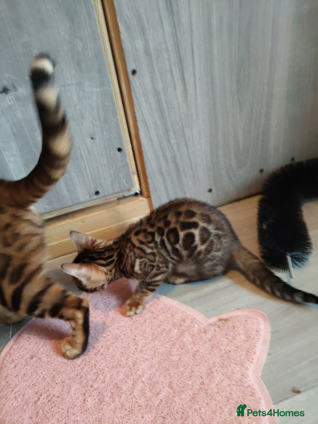 Bengal cats for sale: Pedigree Bengal Kittens  - Image 7