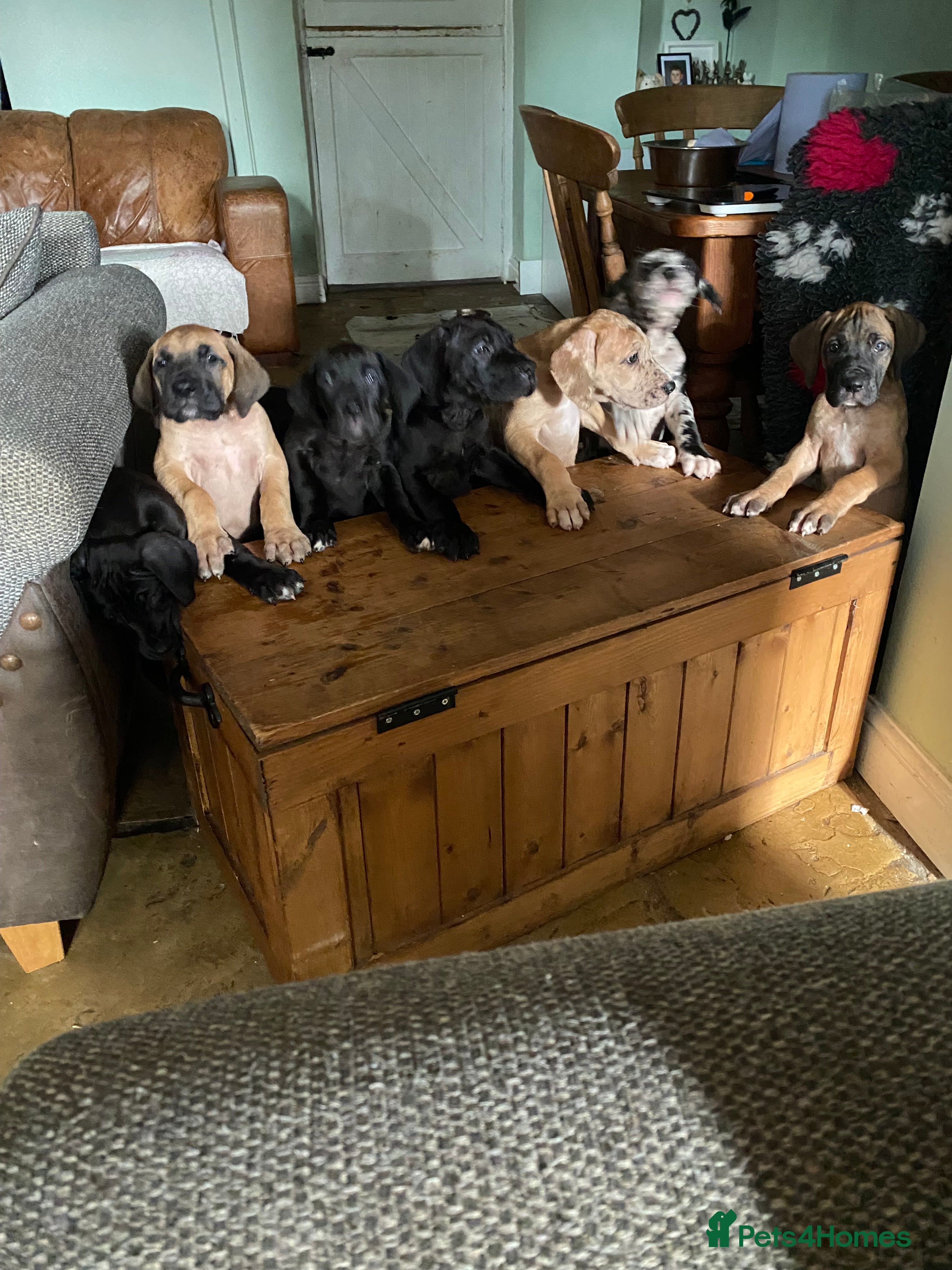 Great Dane dogs Beautiful kc reg Great Dane puppies - Advert 4
