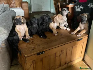 Great Dane dogs Beautiful kc reg Great Dane puppies - Advert 4