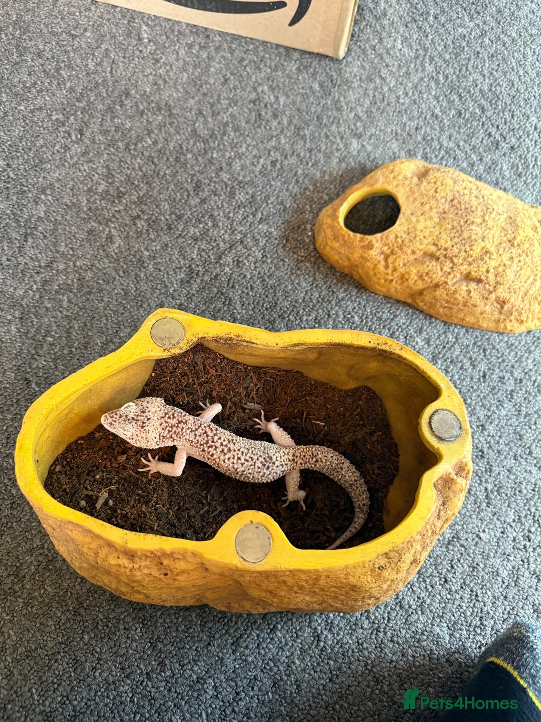 Leopard Gecko reptiles for sale: Leopard geckos for sale  - Advert 11