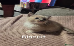 Ragdoll cats for sale: Beautiful Ragdoll Kittens - Image 15