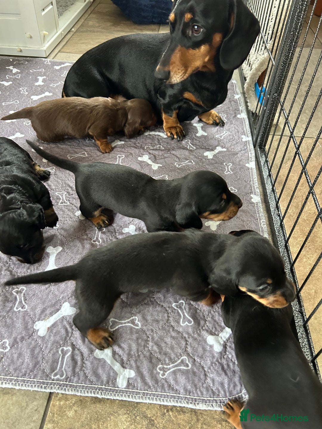 Miniature Dachshund dogs for sale: Miniature Smooth Haired Dachshunds  - Advert 5