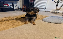 Mixed Breed dogs for sale: Schnoodle - Image 1