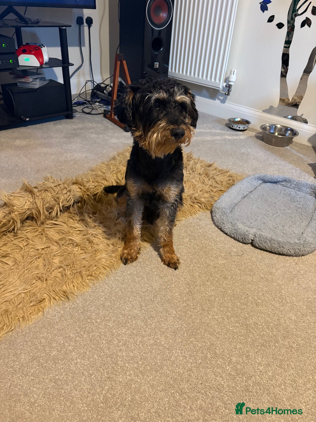 Mixed Breed dogs for sale: Schnoodle - Image 1