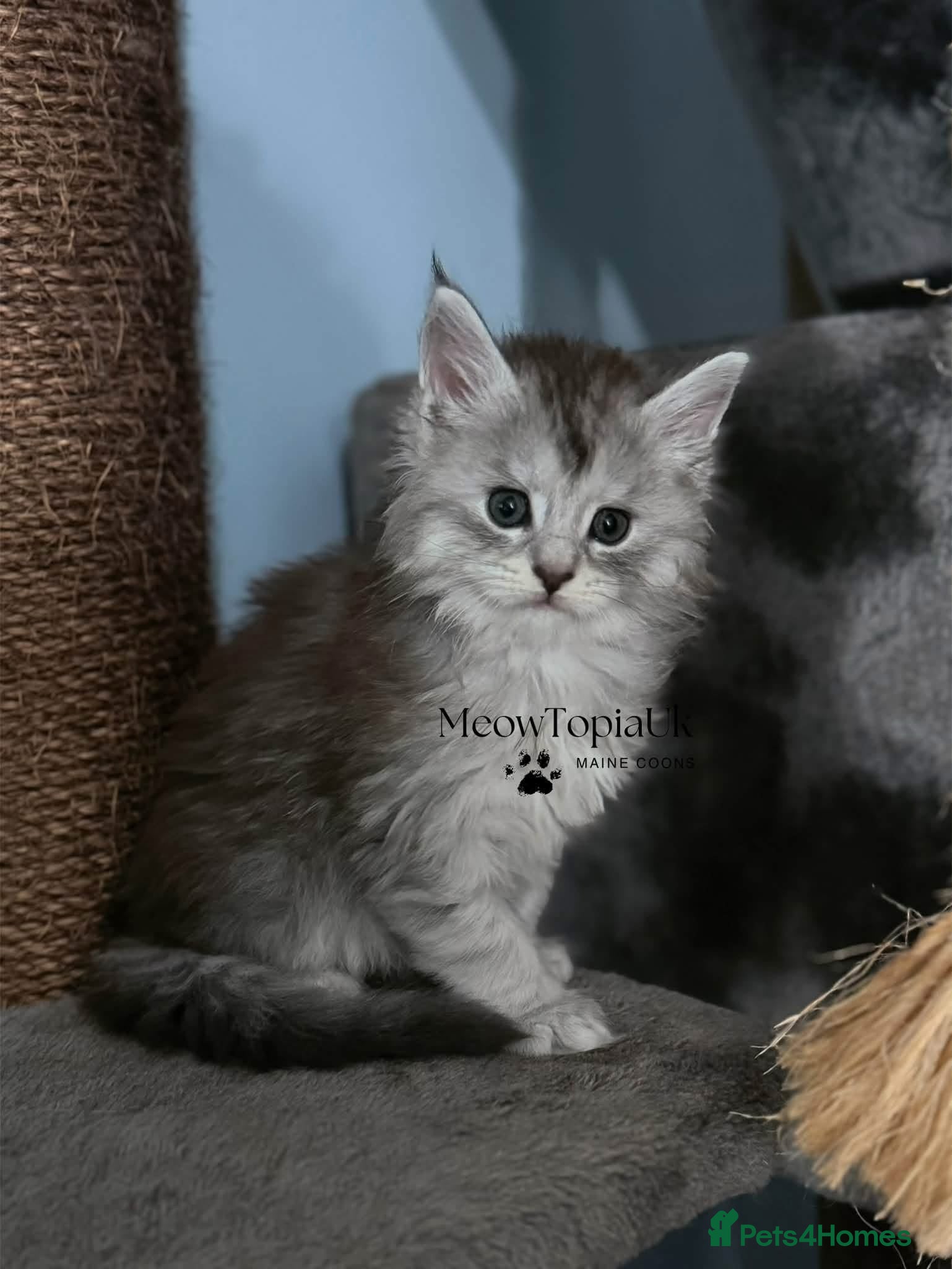 Maine Coon cats TICA registered Mainecoon kittens - Advert 2