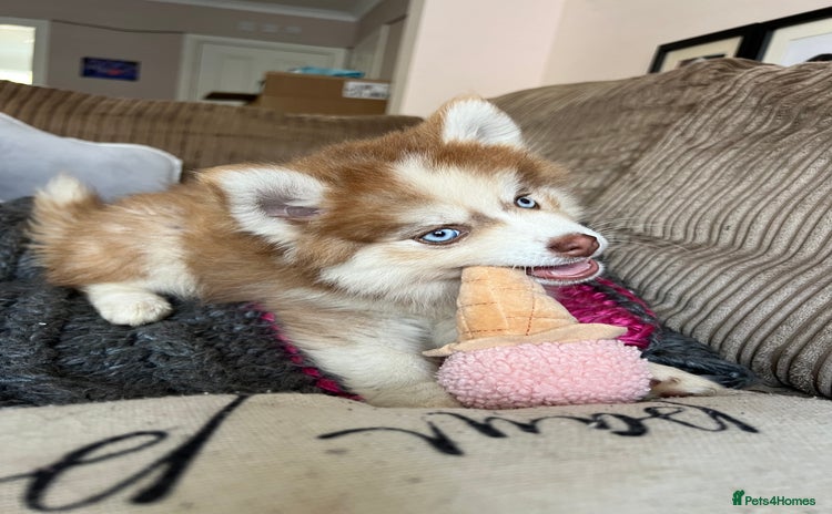 Pomsky dogs - Advert 4