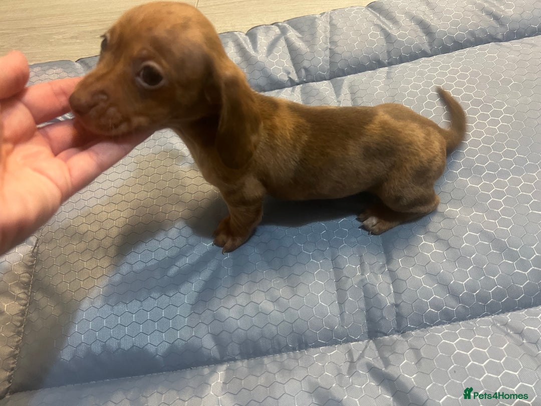 Miniature Dachshund dogs for sale: Gorgeous Miniature Dachshunds - Image 18