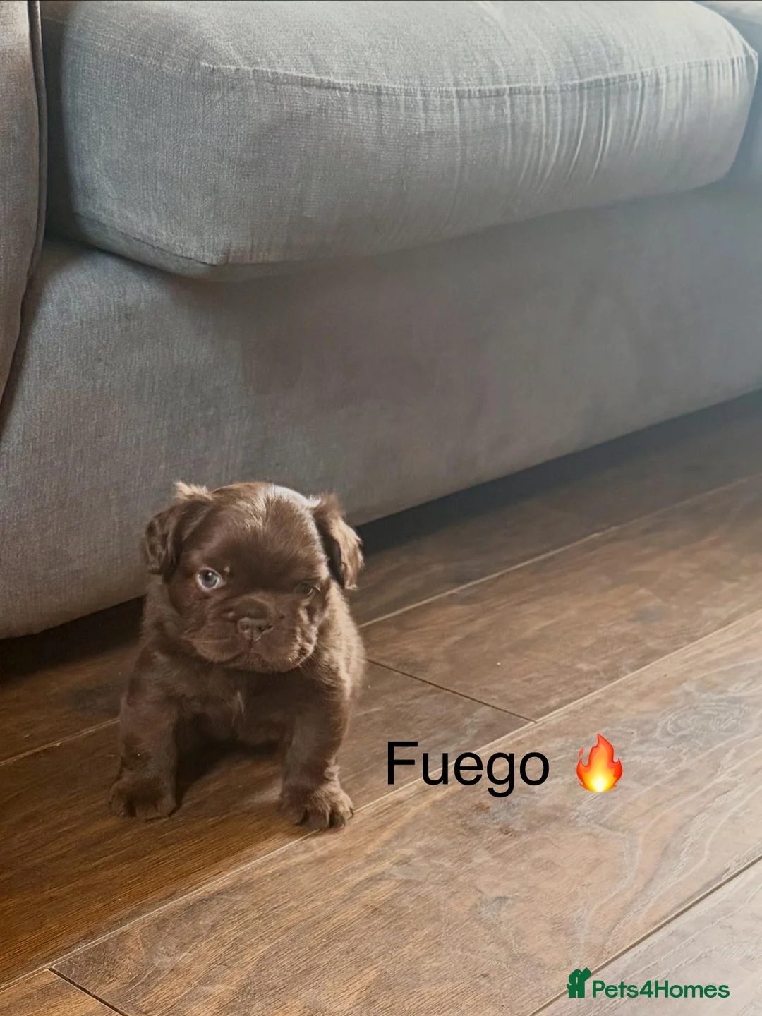 French Bulldog dogs for sale: French bulldog puppy  in Leeds - Advert 2