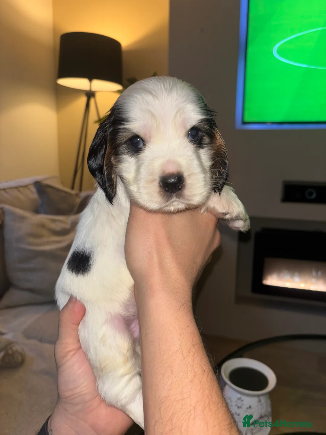 Cocker Spaniel dogs for sale: KC registered show-type Cocker Spaniel puppies  - Advert 6