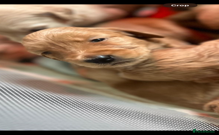 Goldendoodle dogs Beautiful F2 Goldendoodle Puppies  - Advert 3