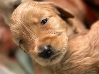 Goldendoodle dogs Beautiful F2 Goldendoodle Puppies ready 19th Dec - Advert 2