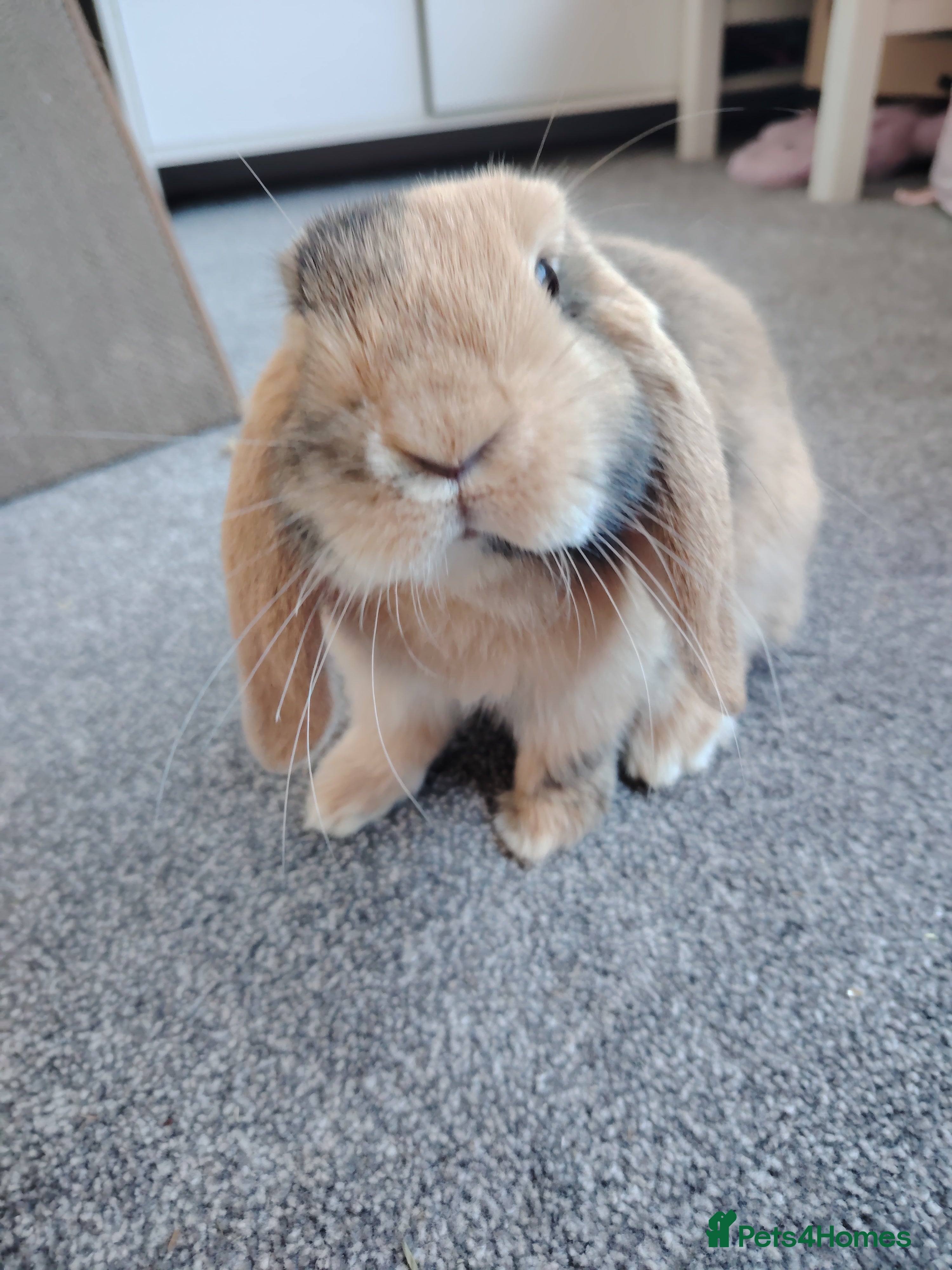 Mini Lop rabbits Female Mini Lop - Advert 9