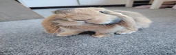 Mini Lop rabbits for sale: Female Mini Lop in Carshalton - Advert 1
