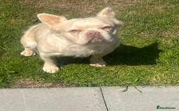 French Bulldog dogs for sale: Gorgeous fluffy Frenchie female  - Image 11