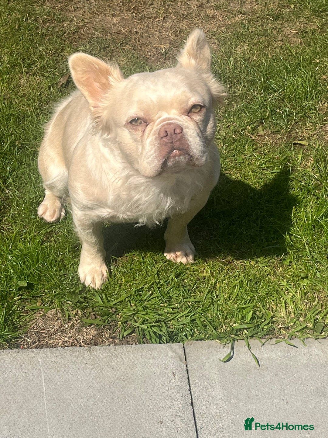 French Bulldog dogs for sale: Gorgeous fluffy Frenchie female  - Image 11