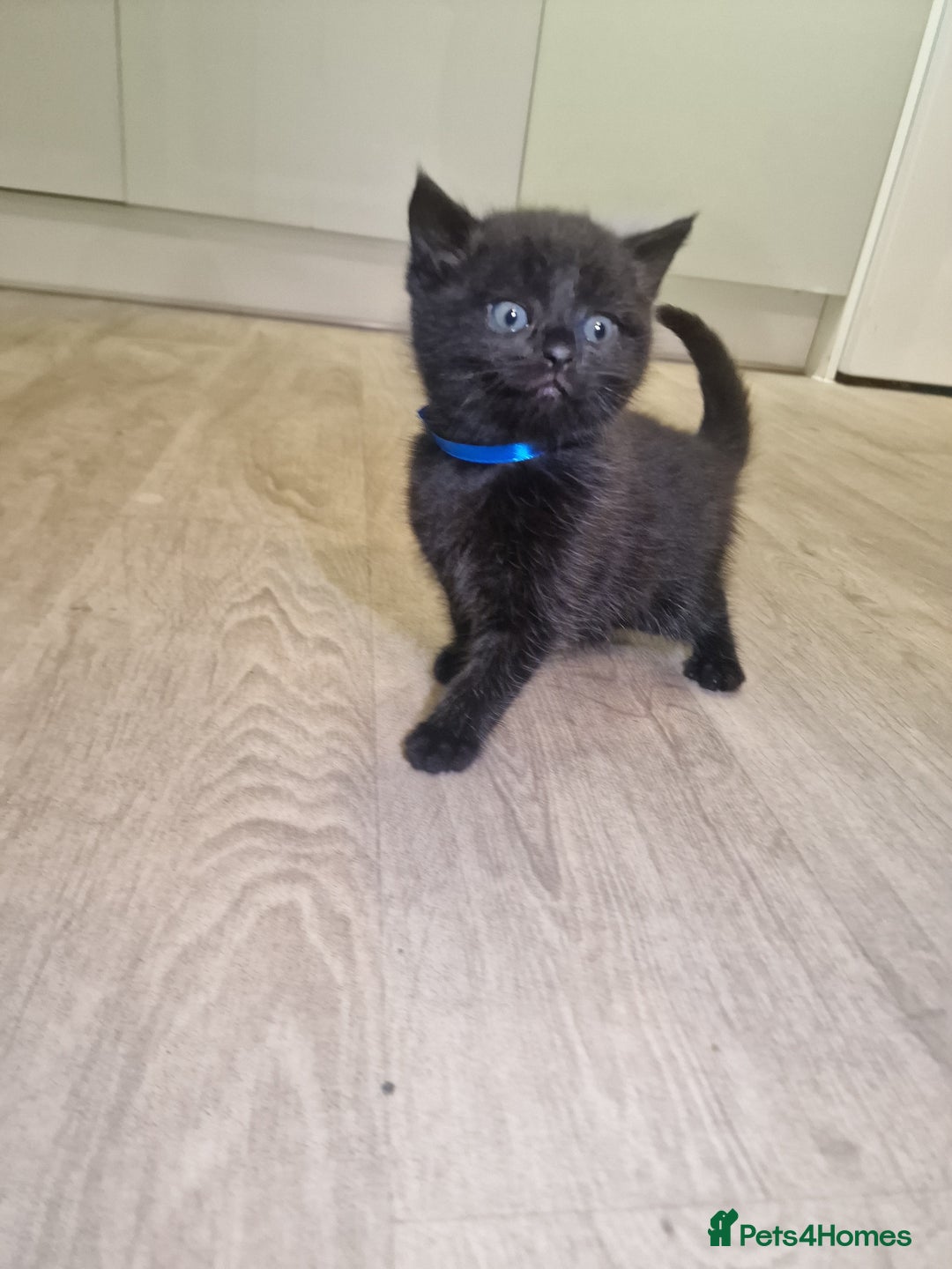 British Shorthair cats for sale: British shorthair x tabby kittens - Advert 7