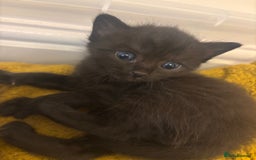 Bengal cats for sale: Two Bengal kittens - Image 2
