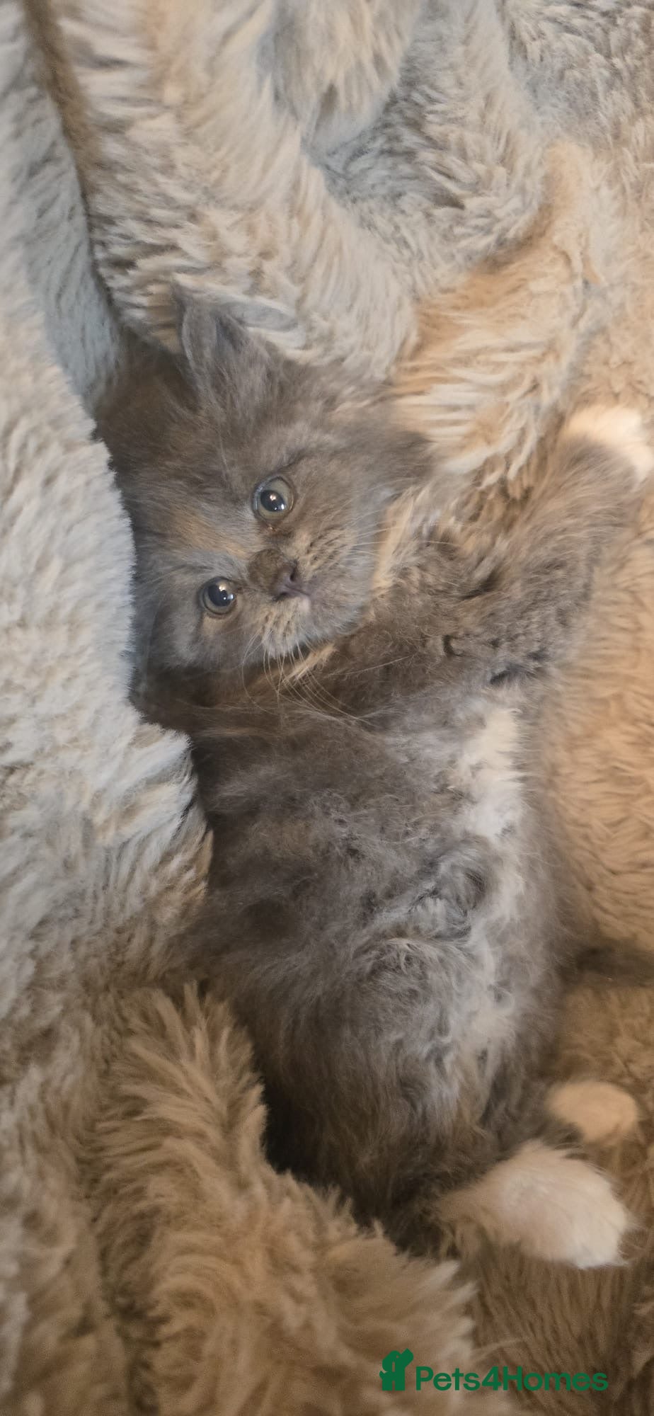 Maine Coon cats Adorable big Mainecoon babies  - Advert 9