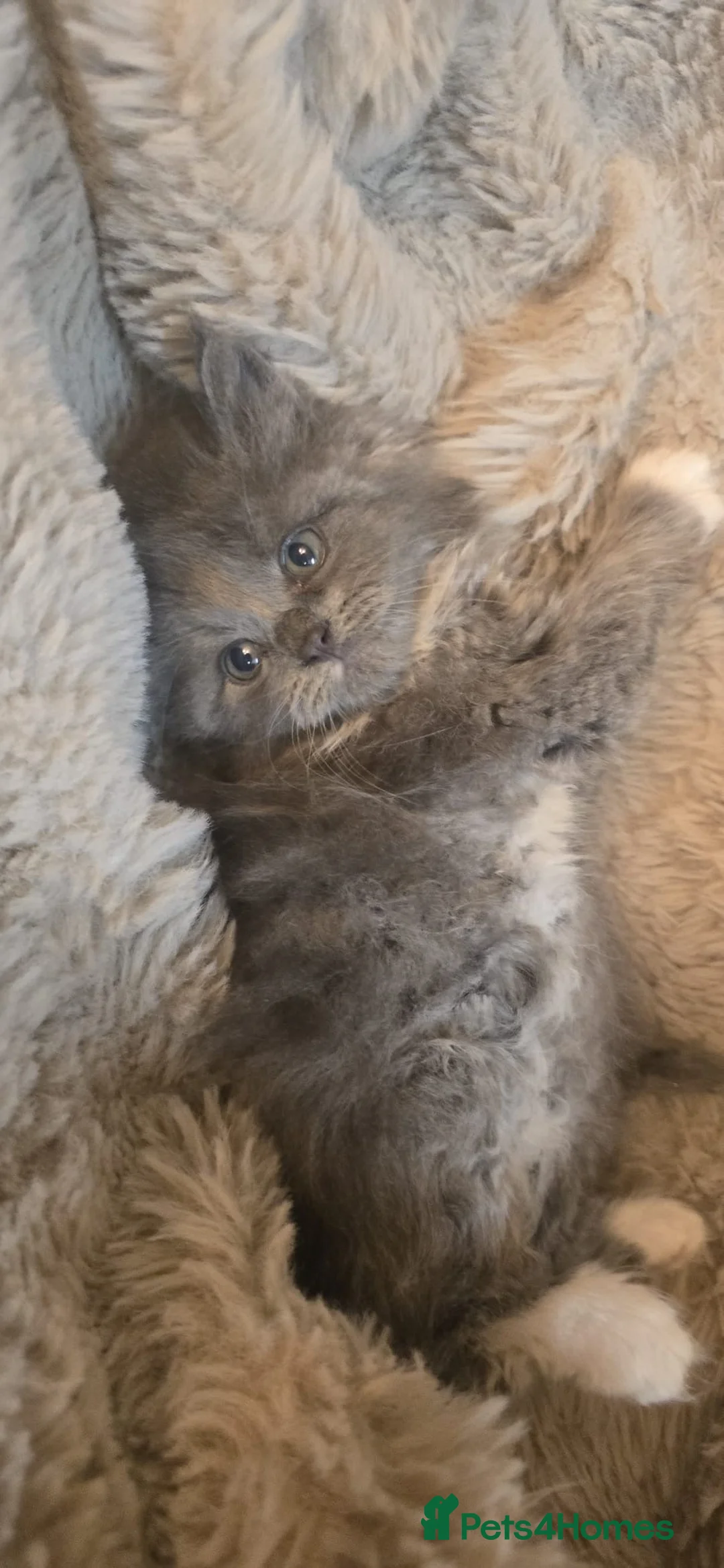 Maine Coon cats for sale: Adorable big Mainecoon babies  - Advert 2