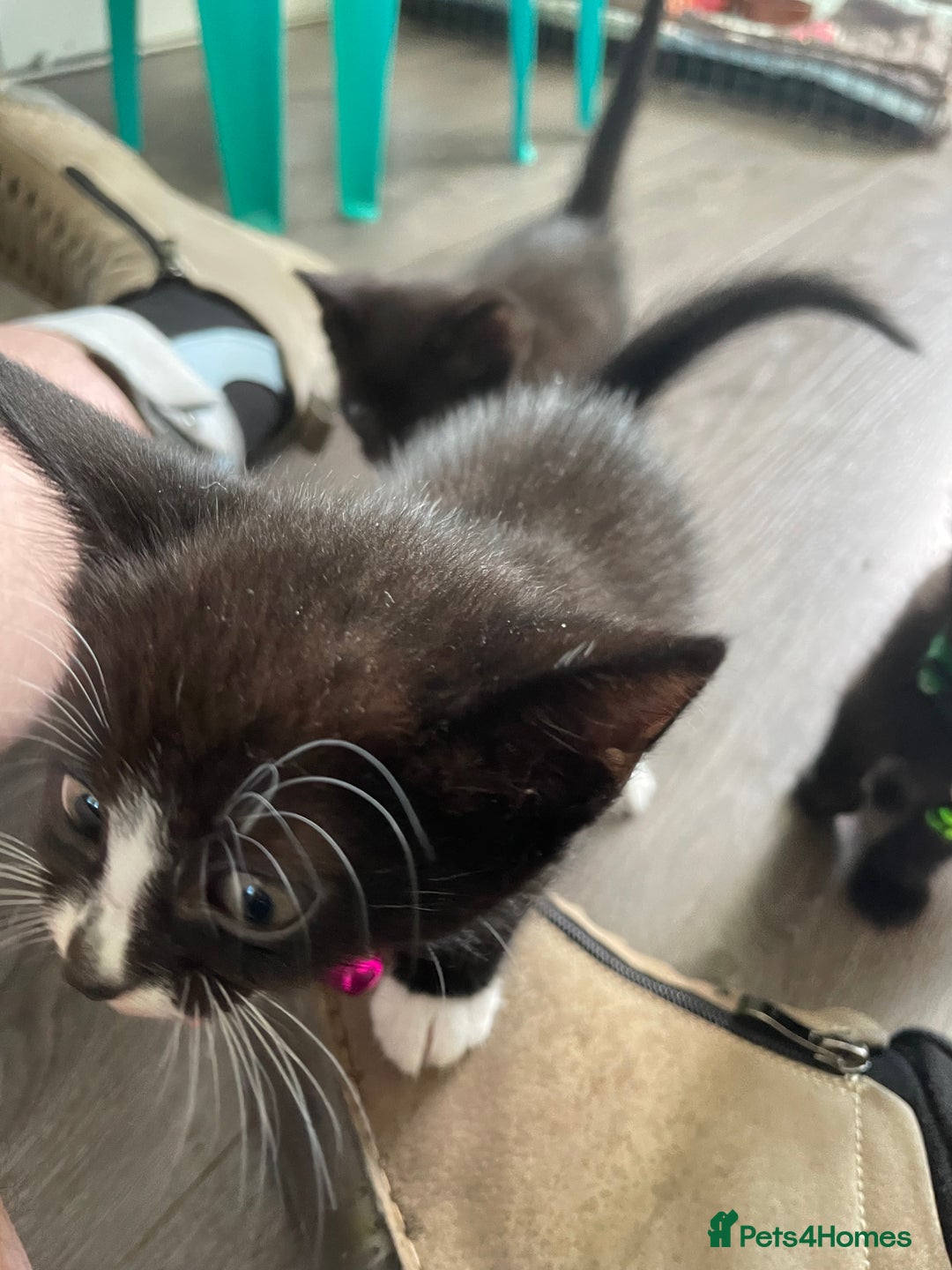 Mixed Breed cats for sale: 2 kittens available  - Image 4