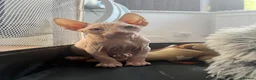 Sphynx cats for sale: Sphynx Kittens  - Advert 5