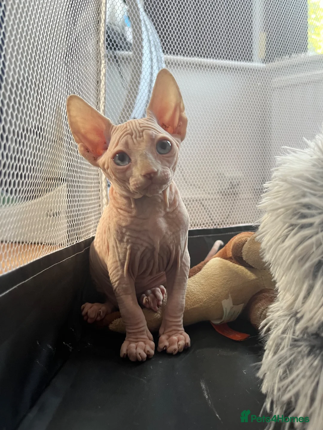 Sphynx cats for sale: Sphynx Kittens  - Advert 5