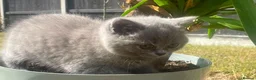 British Shorthair cats for sale: British short hair kittens for sale - Advert 19