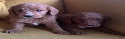 Labradoodle dogs for sale: Health tested F1 Labradoodle Puppies in Harrogate - Advert 9