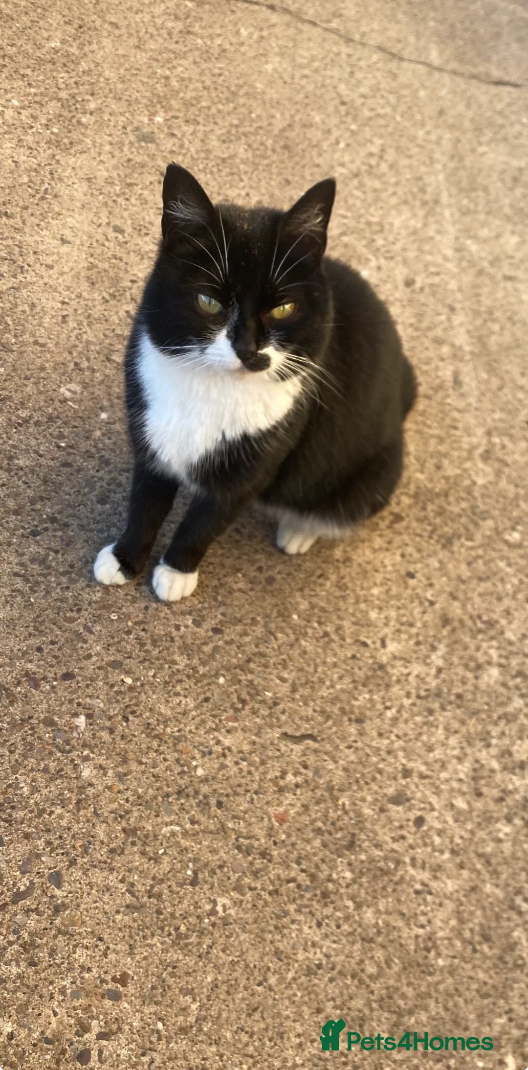 Mixed Breed cats for sale: Beautiful kittens  - Advert 7