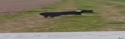 Border Collie dogs for sale: BORDER COLLIE - Advert 4