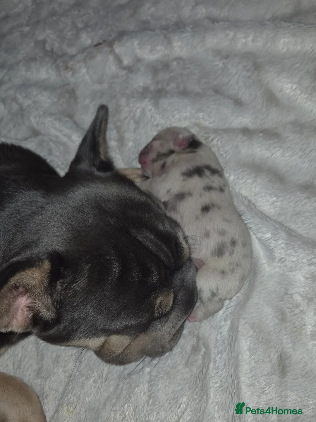 French Bulldog dogs for sale: Baby blue merle frenchie in Wigan - Advert 2