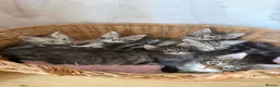 Maine Coon cats for sale: TICA registered kittens - Advert 7