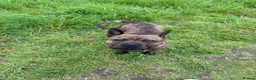 Mixed Breed dogs for sale: Staffy Shar Pei Cross looking for his forever home - Advert 1