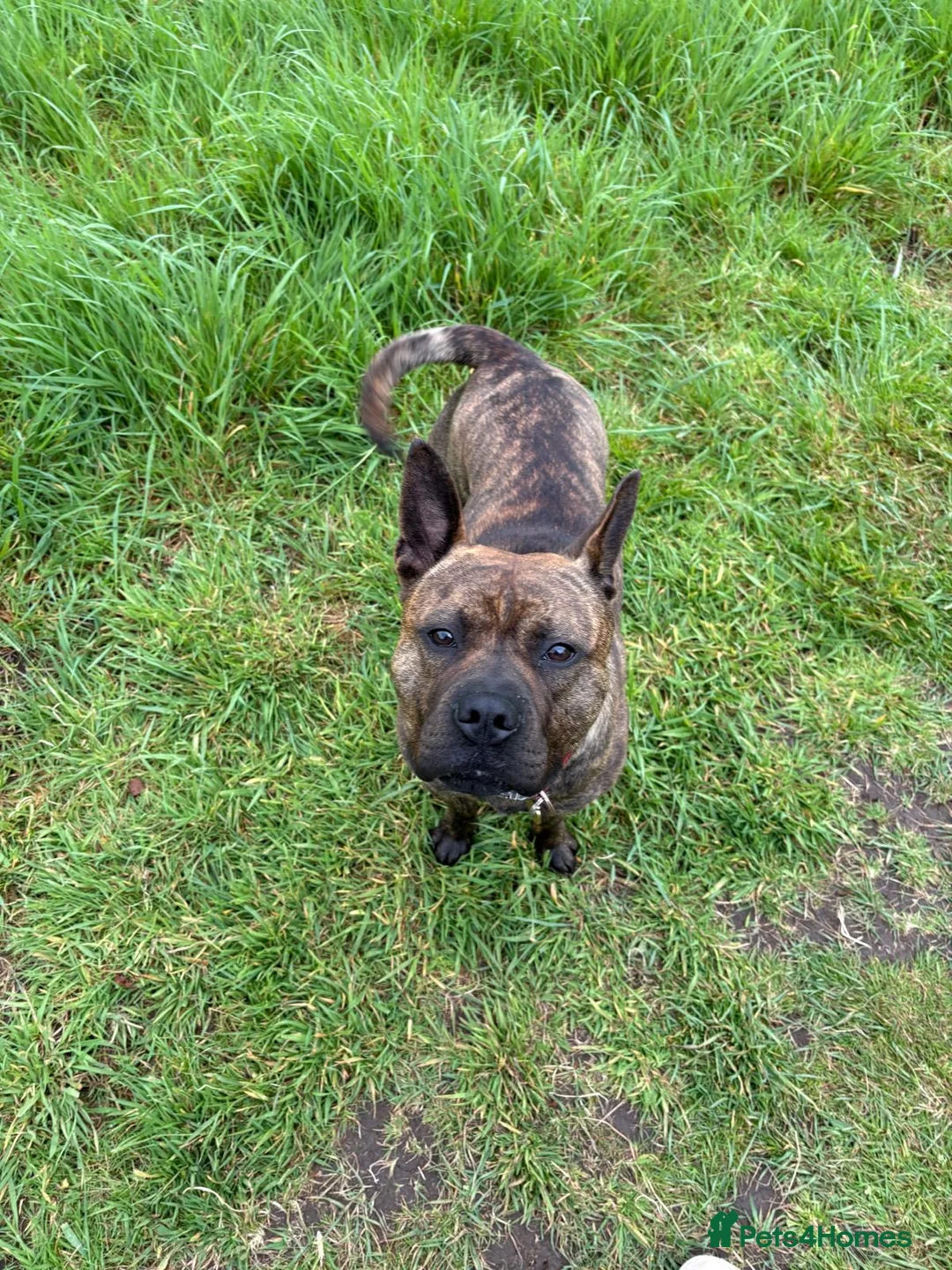 Mixed Breed dogs for sale: Staffy Shar Pei Cross looking for his forever home - Advert 1
