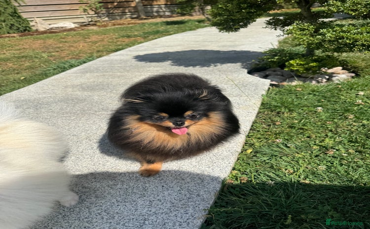 Pomeranian dogs - Advert 9