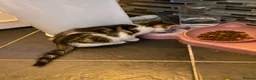 Mixed Breed cats for sale: Two nice kittens  - Advert 10